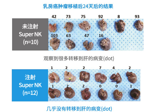 乳房癌肿瘤移植后24天后的结果