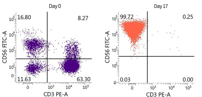 Comparison of NK Cell Purity before & after Culturing graph