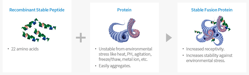 Super stable-peptide (SP) fusion technology overview