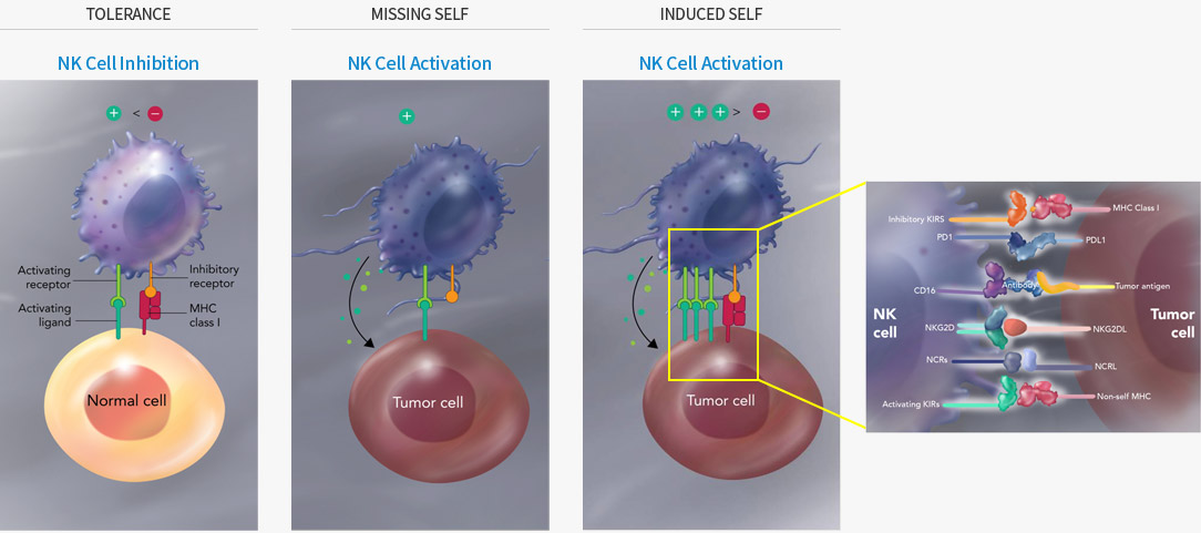 TOLERANCE NK Cell Inhibition, MISSING SELF NK Cell Activation, INDUCED SELF NK Cell Activation