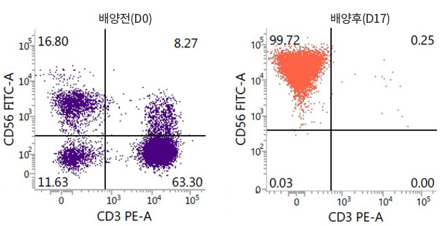 배양 전, 후의 NK세포 순도 비교 그래프