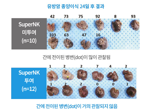 유방암 종양이식 24일 후 결과