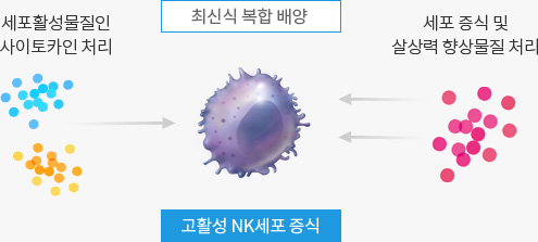 세포활성물질인 사이토카인 처리 및 세포 증식 및 살상력 향상물질 처리 - 최신식 복합 배양 (고활성 NK세포 증식)