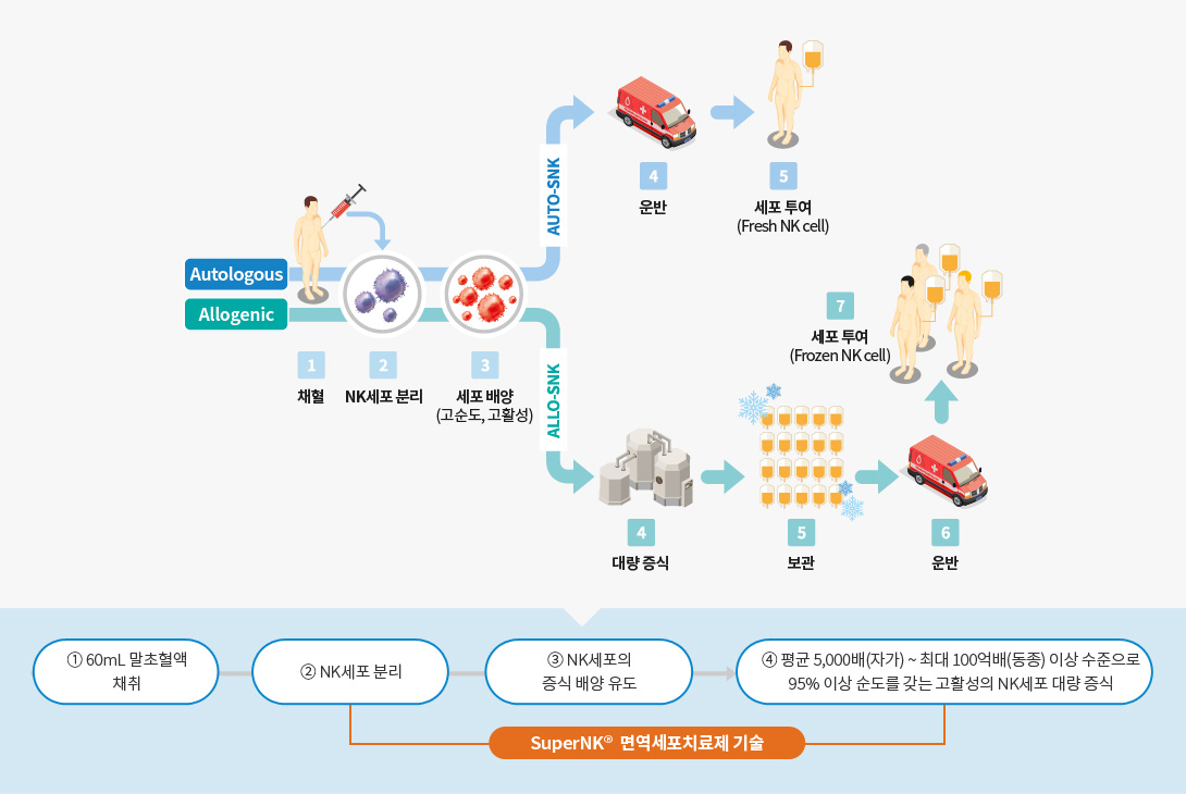 면역세포치료제 SuperNK®(SNK) 그래프