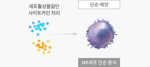 세포활성물질인 사이토카인 처리 - 단순배양 (NK세포 단순 증식)
